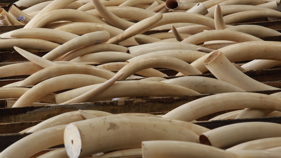 ivory haul