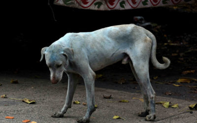 What’s Making These Dogs In Mumbai Turn Blue?â€”NPR Goats and Soda