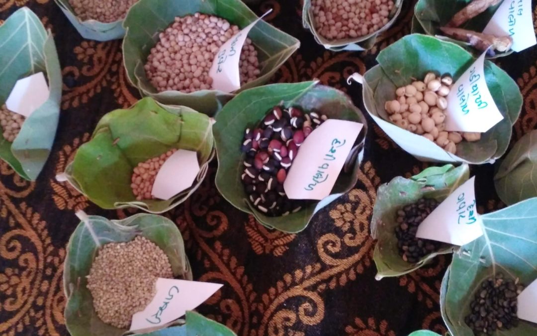 How Ancient Grains and a Seed Bank Turned Life Around for Rural Womenâ€”The New Humanitarian